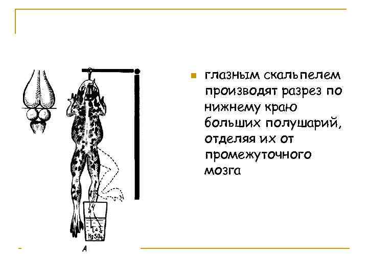 n глазным скальпелем производят разрез по нижнему краю больших полушарий, отделяя их от промежуточного