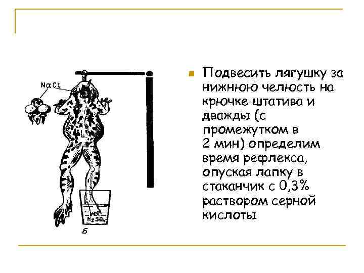n Подвесить лягушку за нижнюю челюсть на крючке штатива и дважды (с промежутком в