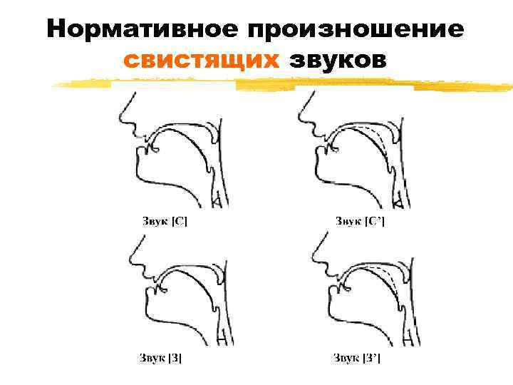 Артикуляционные профили звуков в картинках