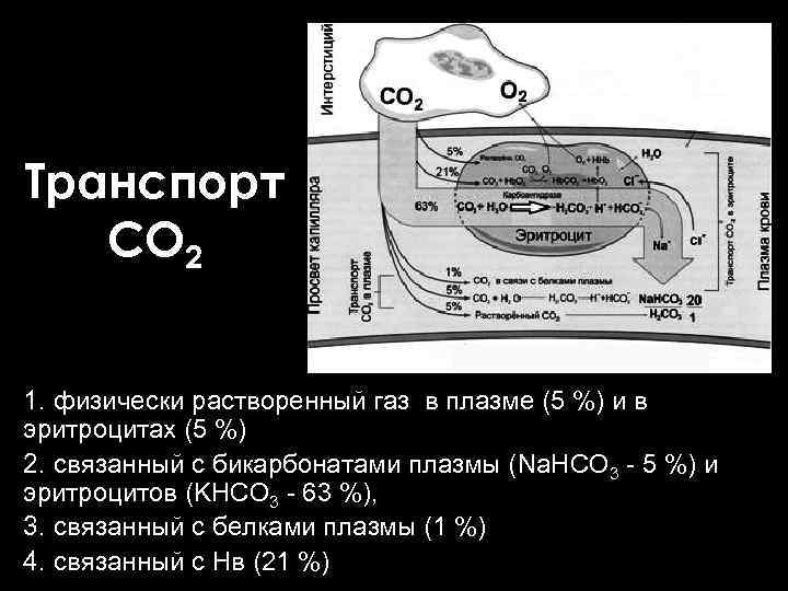 Транспорт СО 2 1. физически растворенный газ в плазме (5 %) и в эритроцитах