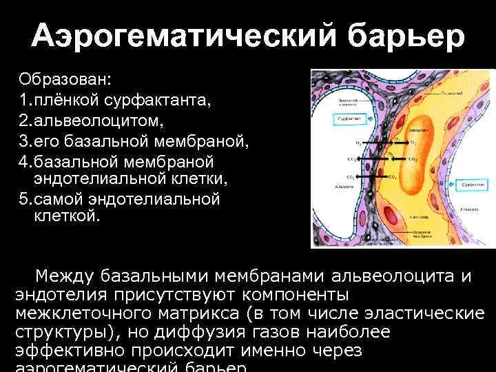 Аэрогематический барьер Образован: 1. плёнкой сурфактанта, 2. альвеолоцитом, 3. его базальной мембраной, 4. базальной