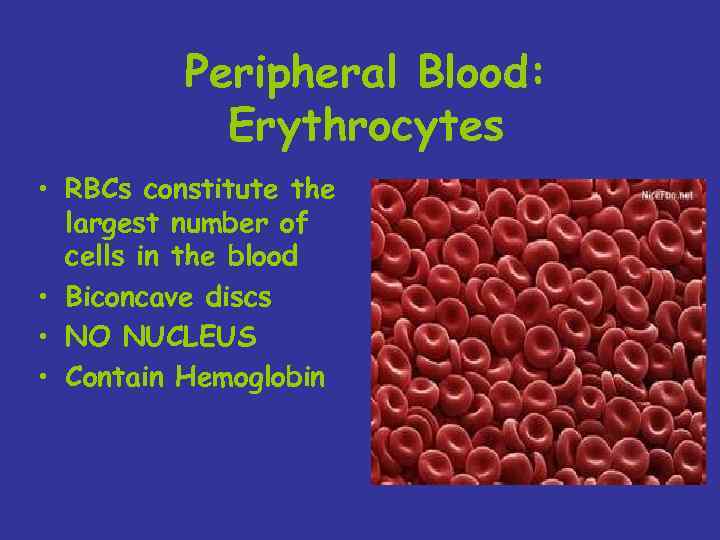Peripheral Blood: Erythrocytes • RBCs constitute the largest number of cells in the blood