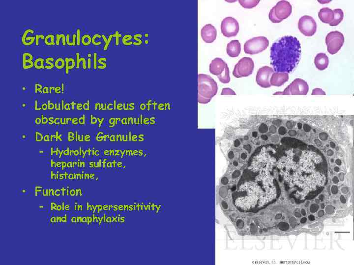 Granulocytes: Basophils • Rare! • Lobulated nucleus often obscured by granules • Dark Blue