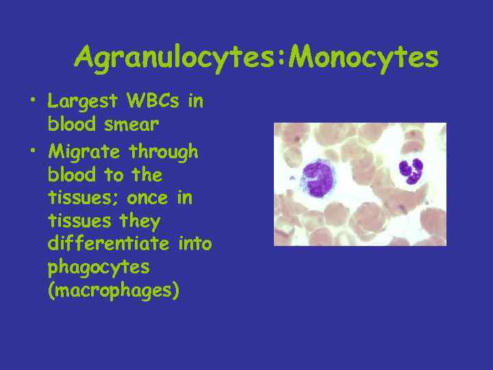 Agranulocytes: Monocytes • Largest WBCs in blood smear • Migrate through blood to the