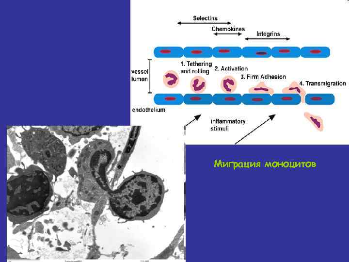 Миграция моноцитов 