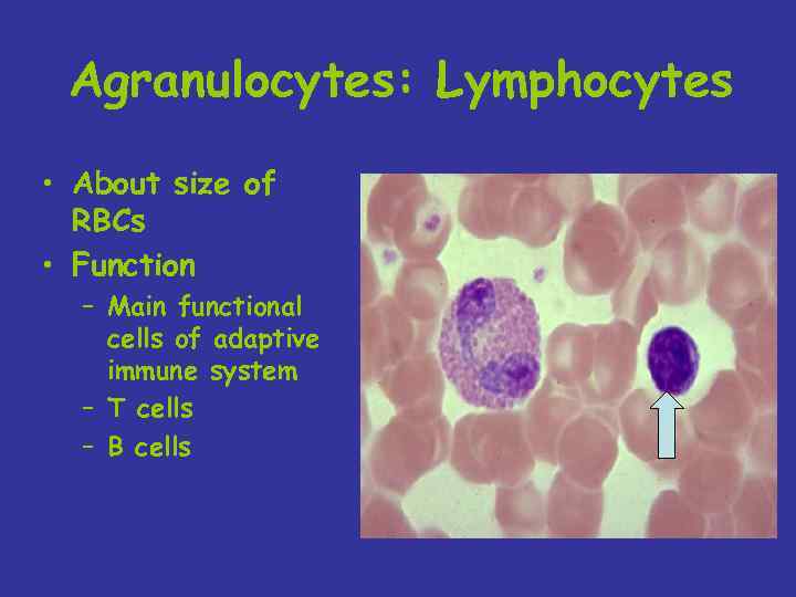 Agranulocytes: Lymphocytes • About size of RBCs • Function – Main functional cells of