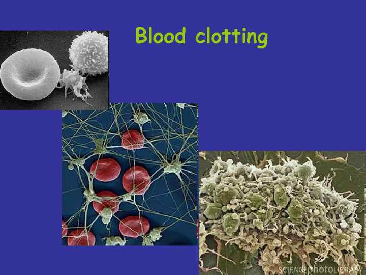 Вlood clotting 