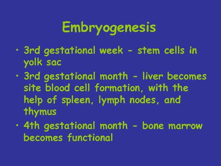 Embryogenesis • 3 rd gestational week - stem cells in yolk sac • 3
