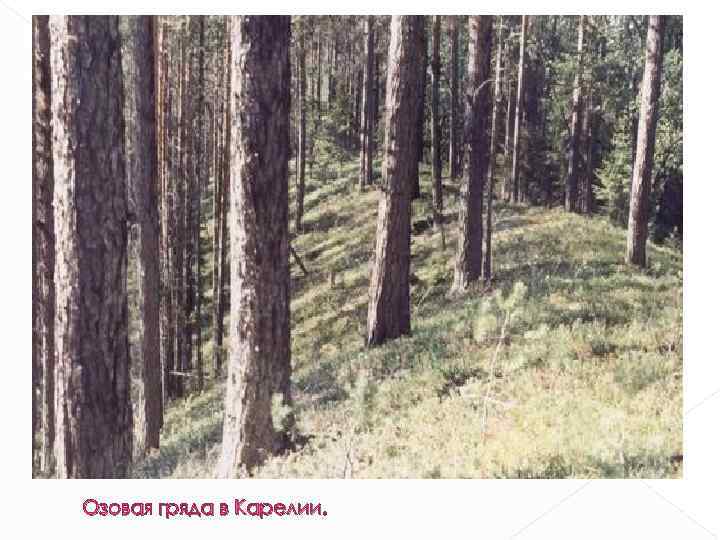 Озовая гряда в Карелии. 