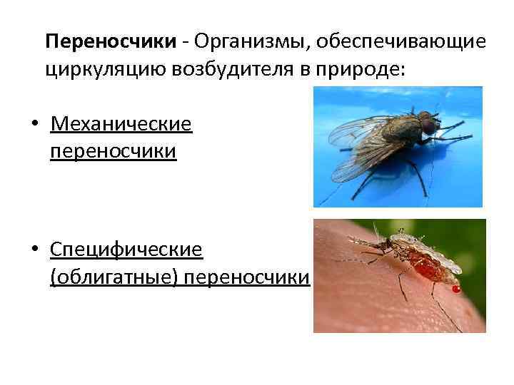 Переносчики - Организмы, обеспечивающие циркуляцию возбудителя в природе: • Механические переносчики • Специфические (облигатные)