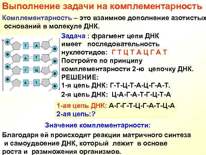 Выполнение задачи на комплементарность Комплементарность – это взаимное дополнение азотистых оснований в молекуле ДНК.