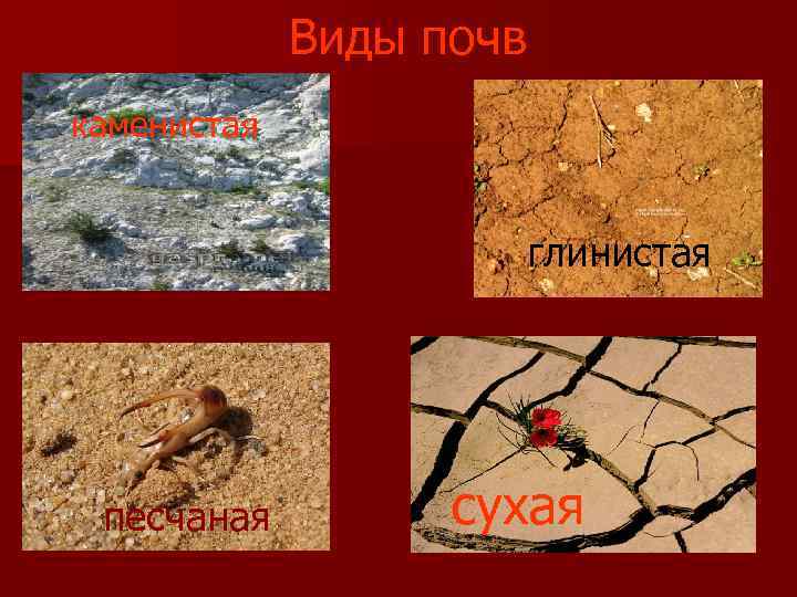 Виды почв каменистая глинистая песчаная сухая 