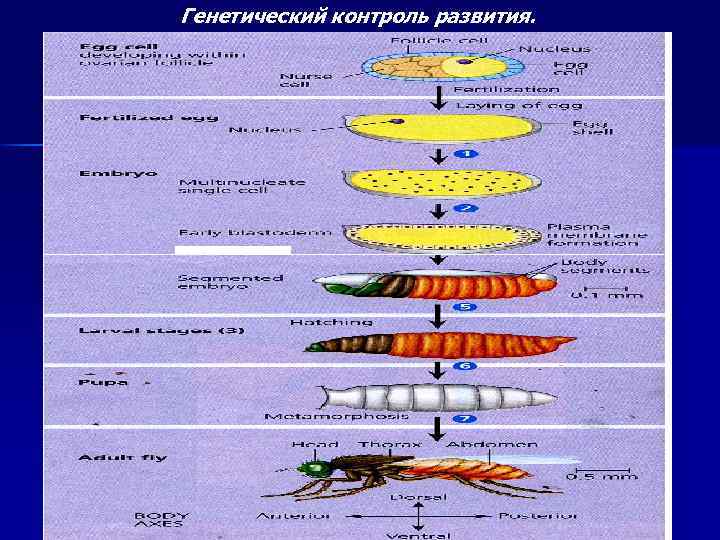 Генетический контроль развития. 