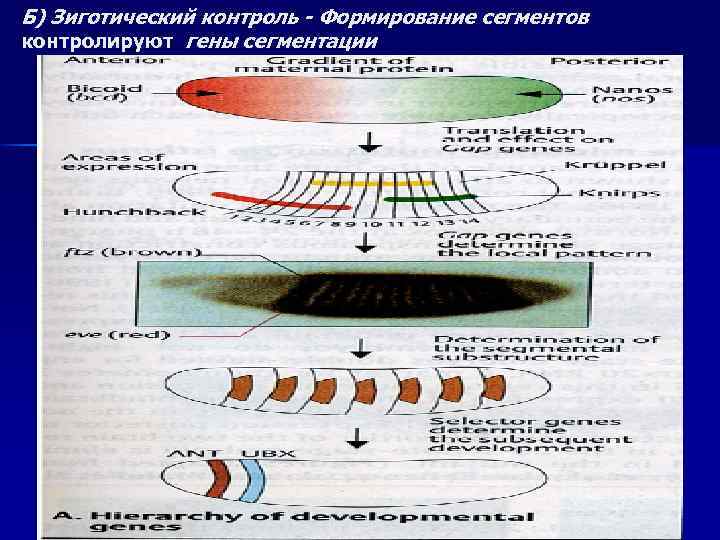 Б) Зиготический контроль - Формирование сегментов контролируют гены сегментации 