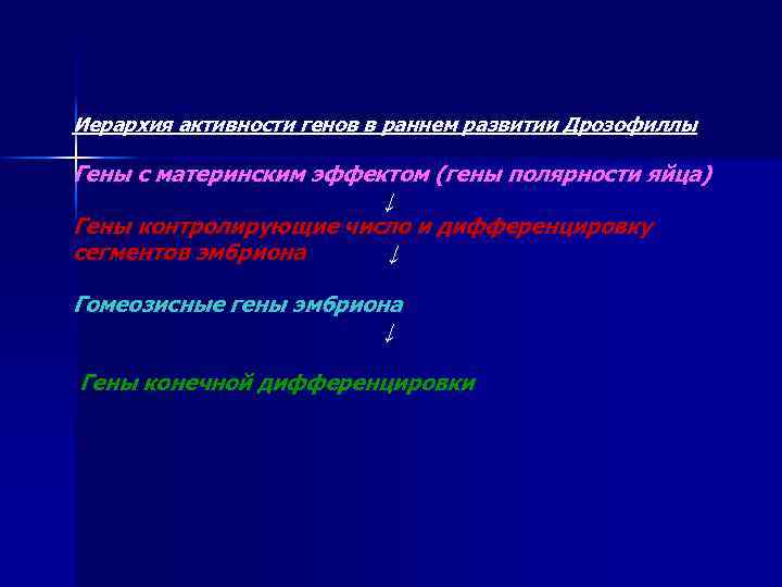 Иерархия активности генов в раннем развитии Дрозофиллы Гены с материнским эффектом (гены полярности яйца)