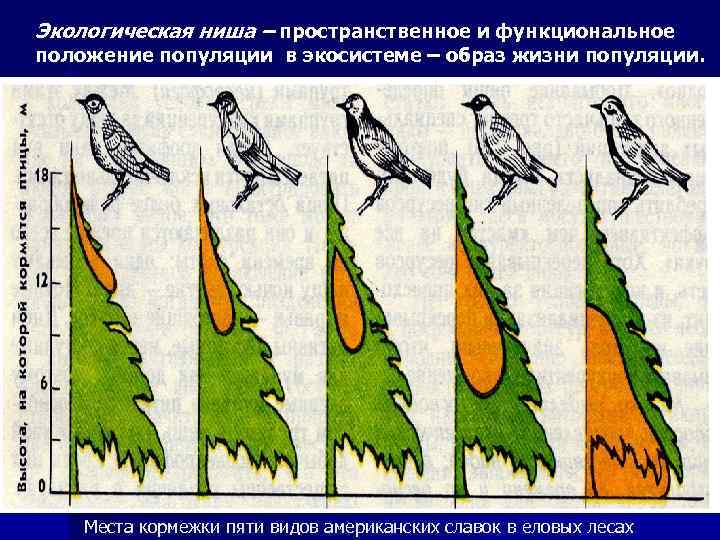 Экологическая ниша схема