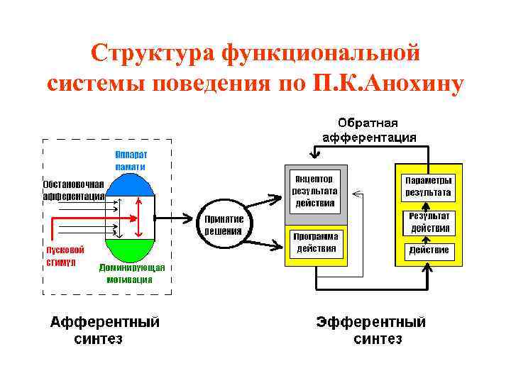 Структура функциональной системы поведения по П. К. Анохину 