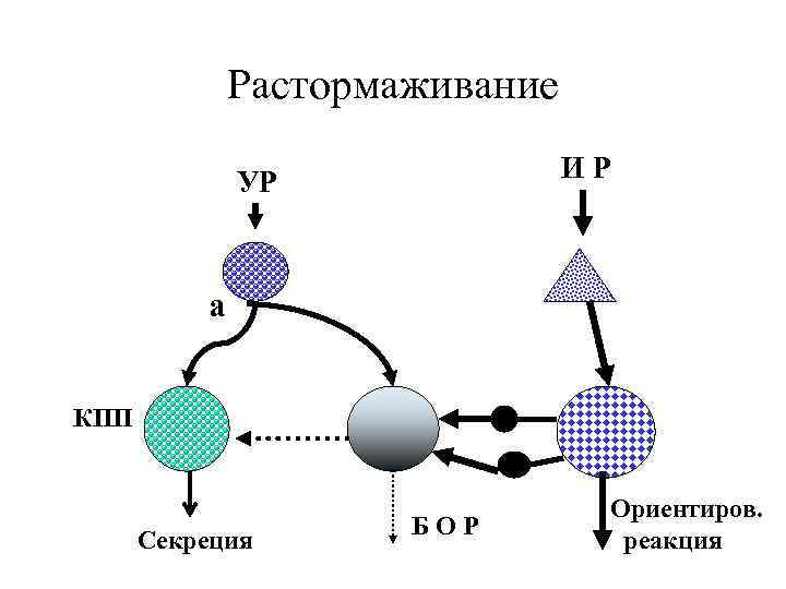 Растормаживание ИР УР а КПП Секреция БОР Ориентиров. реакция 