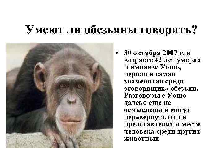 Умеют ли обезьяны говорить? • 30 октября 2007 г. в возрасте 42 лет умерла