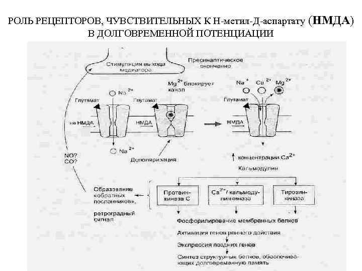 РОЛЬ РЕЦЕПТОРОВ, ЧУВСТВИТЕЛЬНЫХ К Н-метил-Д-аспартату В ДОЛГОВРЕМЕННОЙ ПОТЕНЦИАЦИИ (НМДА) 