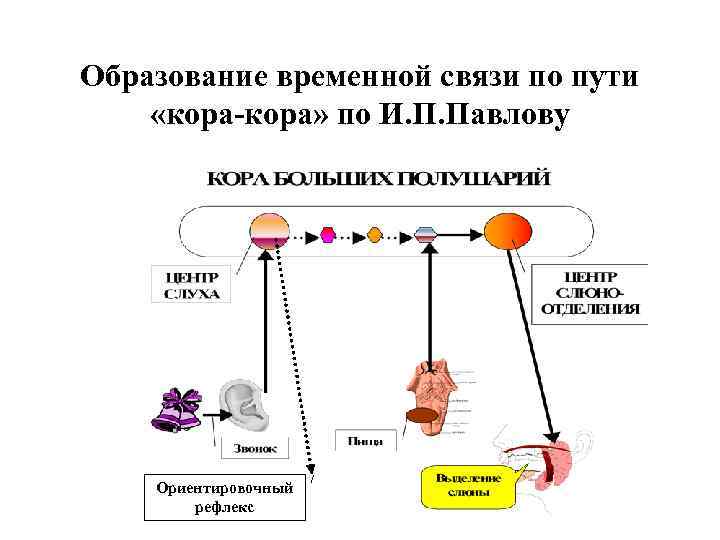 Образование временной связи по пути «кора-кора» по И. П. Павлову Ориентировочный рефлекс 