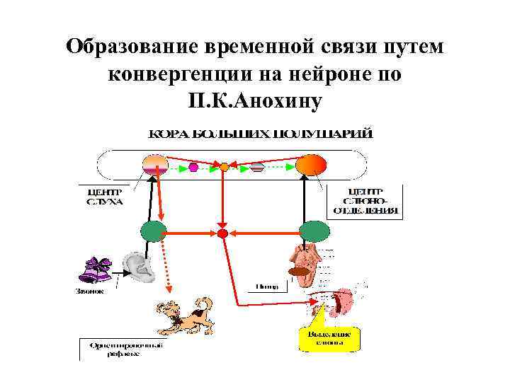Образование временной связи путем конвергенции на нейроне по П. К. Анохину 