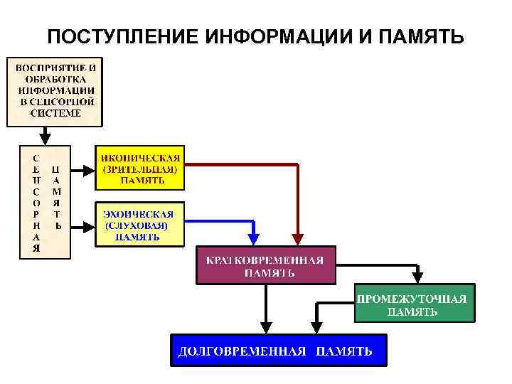 ПОСТУПЛЕНИЕ ИНФОРМАЦИИ И ПАМЯТЬ 