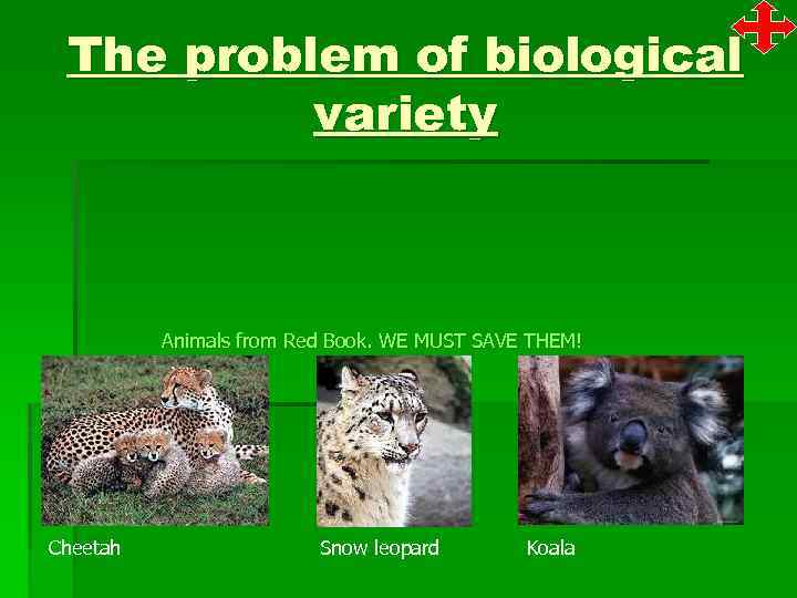 The problem of biological variety Animals from Red Book. WE MUST SAVE THEM! Cheetah