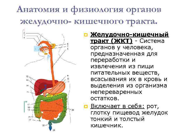 Анатомия и физиология органов желудочно- кишечного тракта. Желудочно-кишечный тракт (ЖКТ) - Система (ЖКТ) органов