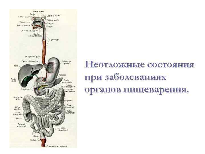 Неотложные состояния при заболеваниях органов пищеварения. 