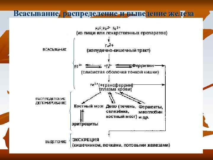 Всасывание, распределение и выведение железа 