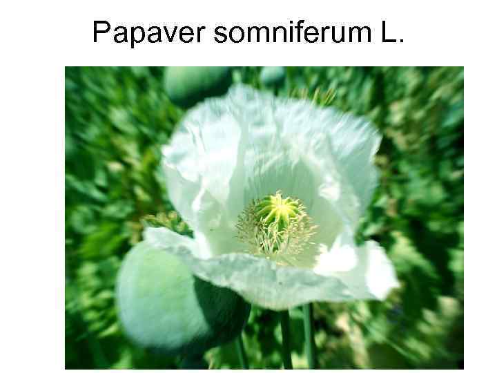 Papaver somniferum L. 