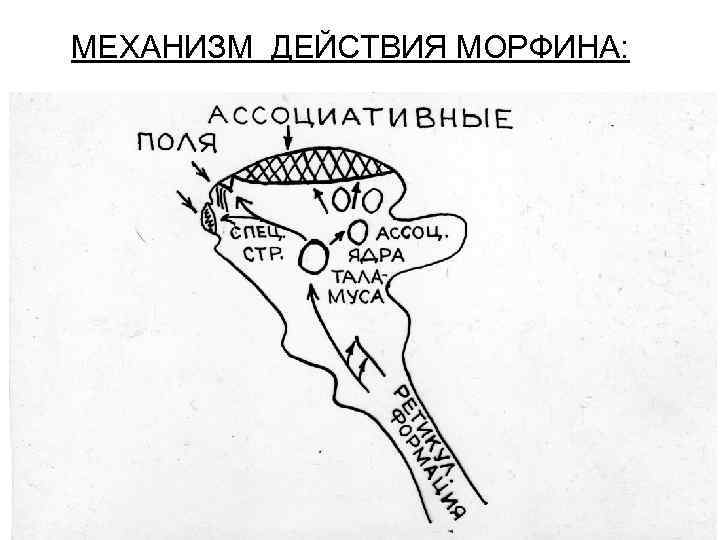 МЕХАНИЗМ ДЕЙСТВИЯ МОРФИНА: 