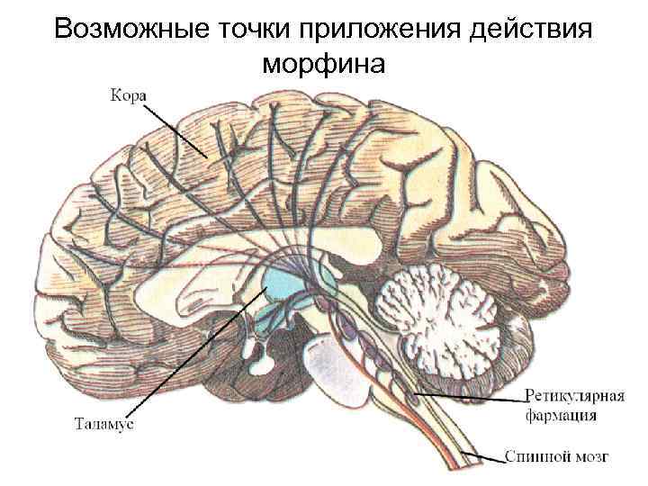 Возможные точки приложения действия морфина 