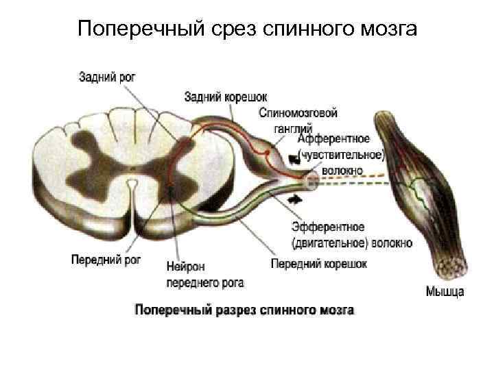 Поперечный срез спинного мозга 