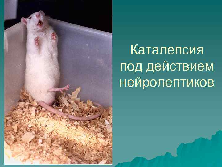 Каталепсия под действием нейролептиков 