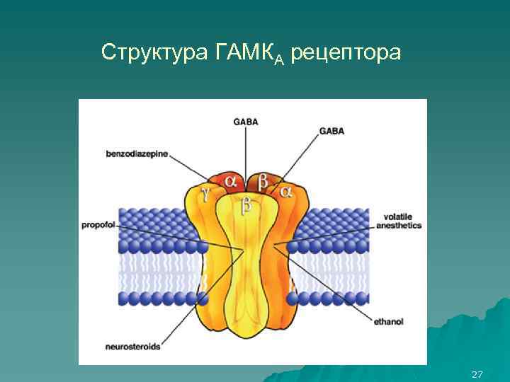 Структура ГАМКА рецептора 27 