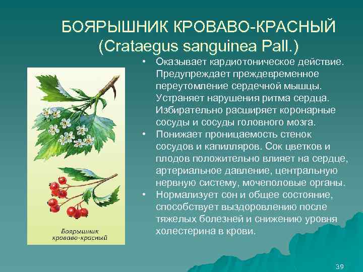 БОЯРЫШНИК КРОВАВО-КРАСНЫЙ (Crataegus sanguinea Pall. ) • Оказывает кардиотоническое действие. Предупреждает преждевременное переутомление сердечной