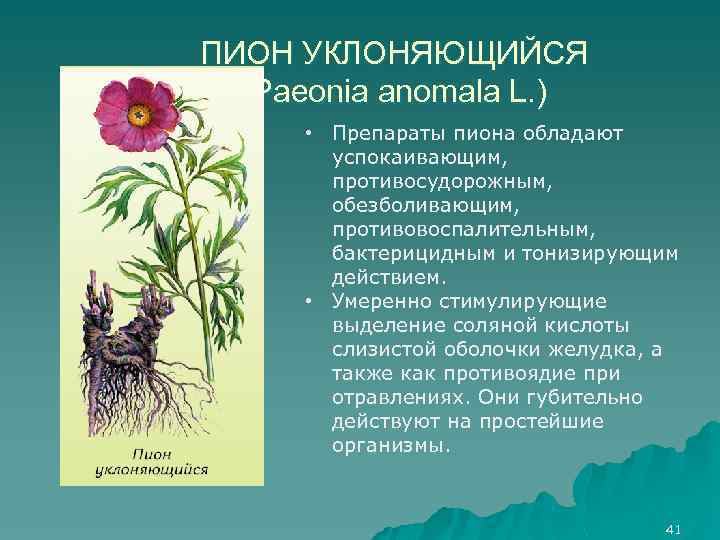 ПИОН УКЛОНЯЮЩИЙСЯ (Paeonia anomala L. ) • Препараты пиона обладают успокаивающим, противосудорожным, обезболивающим, противовоспалительным,