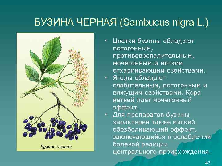 БУЗИНА ЧЕРНАЯ (Sambucus nigra L. ) • Цветки бузины обладают потогонным, противовоспалительным, мочегонным и