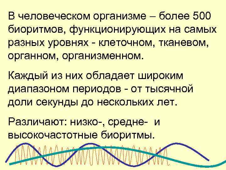 В человеческом организме – более 500 биоритмов, функционирующих на самых разных уровнях - клеточном,
