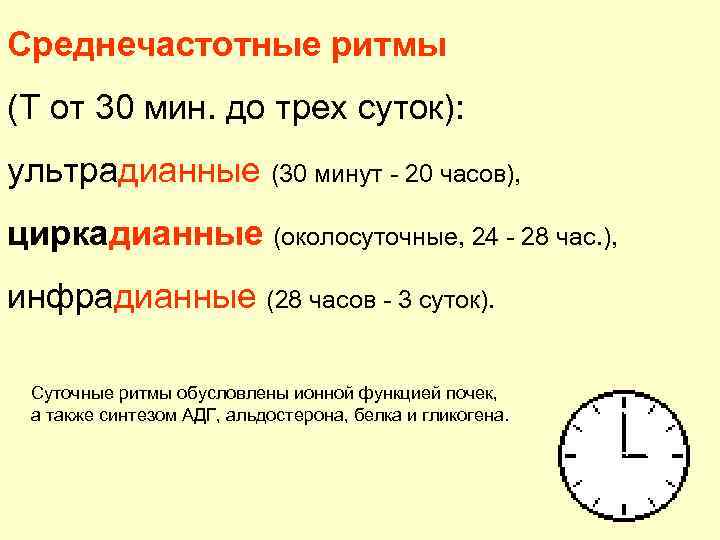 Cреднечастотные ритмы (Т от 30 мин. до трех суток): ультрадианные (30 минут - 20