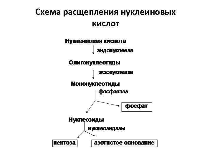 Общая схема распада нуклеиновых кислот пищи