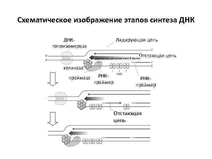 Схематическое изображение этапов синтеза ДНК Лидирующая цепь ДНКтопоизомераза Отстающая цепь Движение репликативной вилки хеликаза