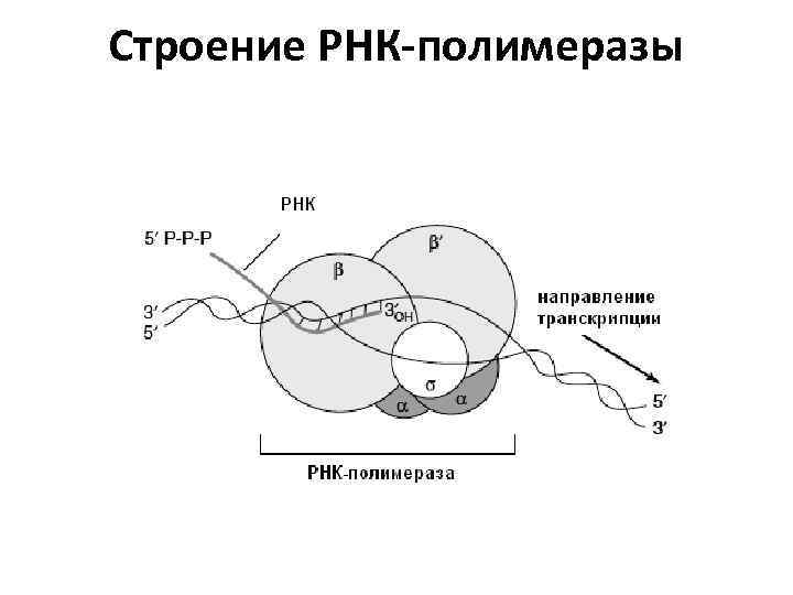 Рнк зависимая. Строение ДНК-зависимой РНК-полимеразы. Структура ДНК зависимой РНК полимеразы. ДНК-зависимая РНК-полимераза прокариот. РНК полимераза прокариот.