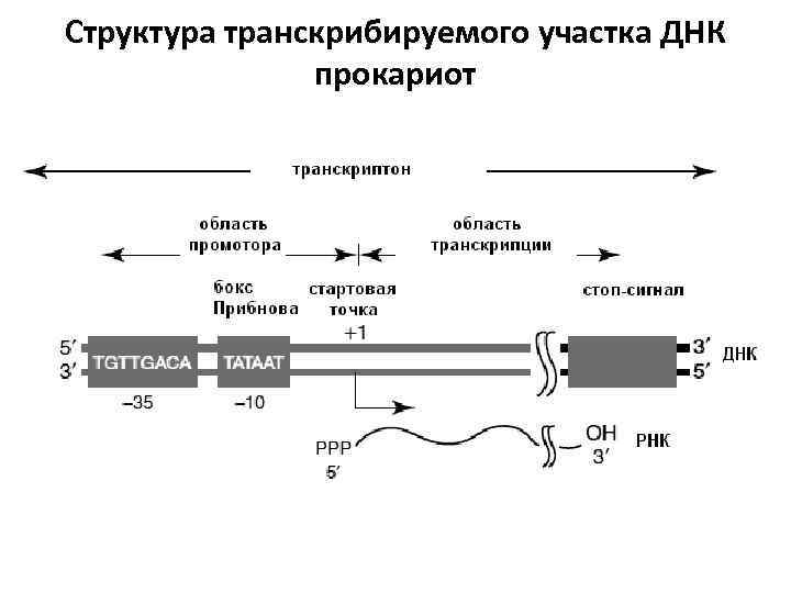 Транскрибируемый участок цепи днк