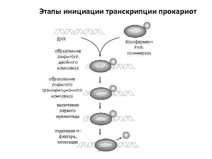 Этапы инициации транскрипции прокариот ДНК образование закрытого двойного комплекса образование открытого транскрипционного комплекса включение