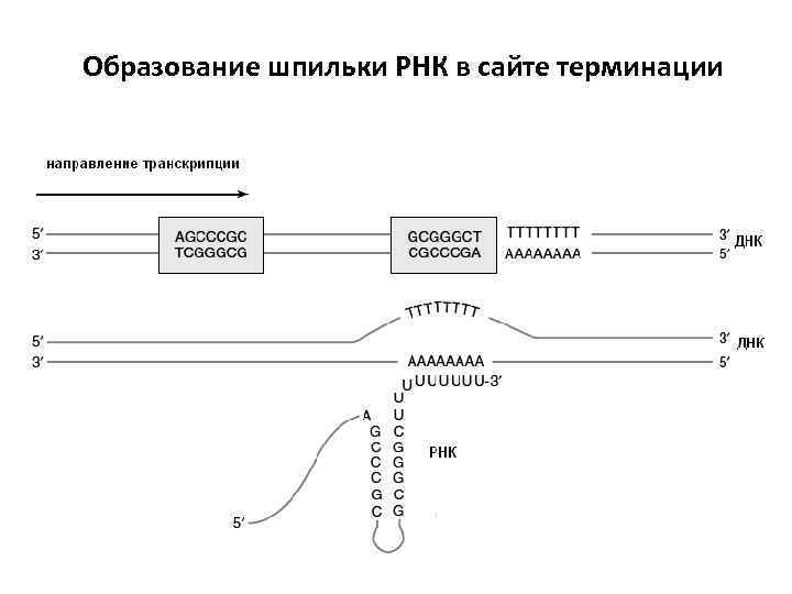 Образование шпильки РНК в сайте терминации 