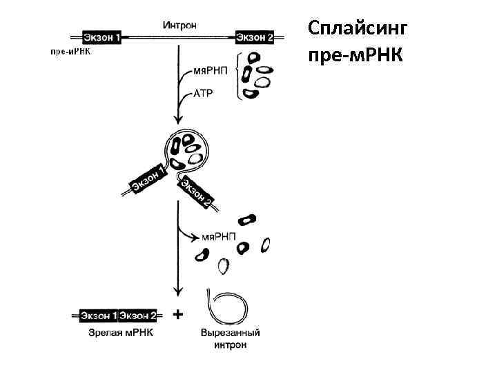 Таллий 208 схема распада