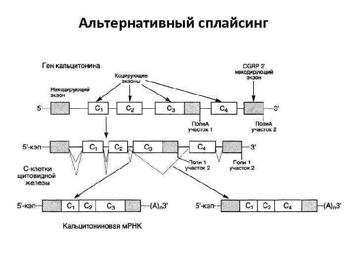 Альтернативный сплайсинг 